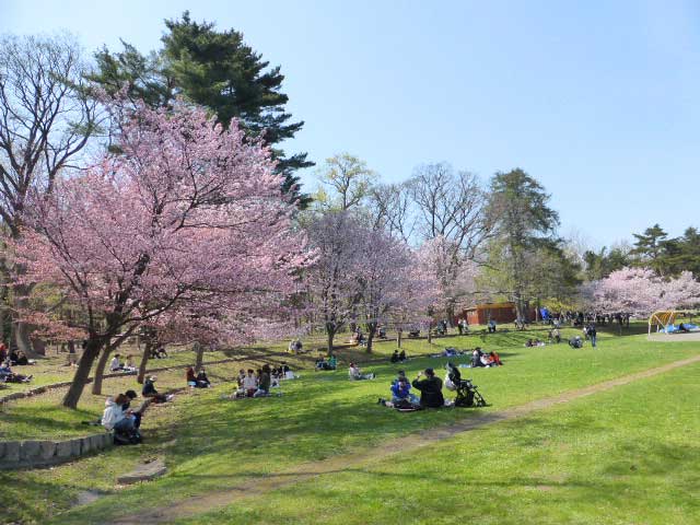 円山公園、坂下野球場の桜