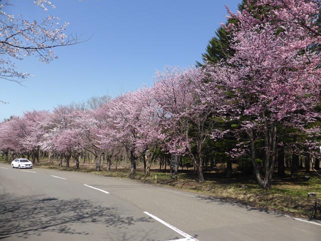 森林総合研究所、桜