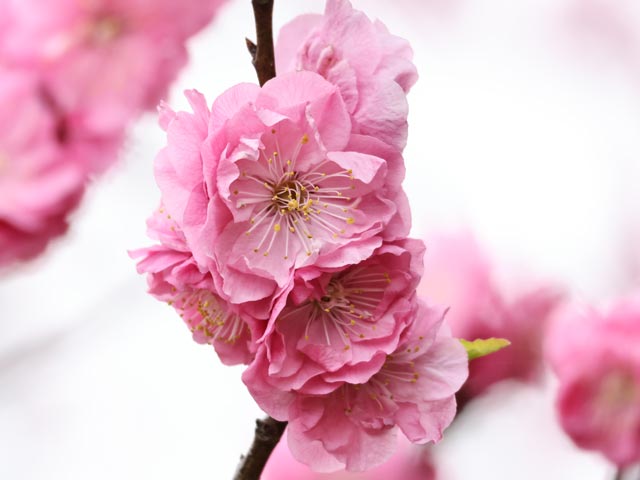梅、ピンクの中輪八重咲き