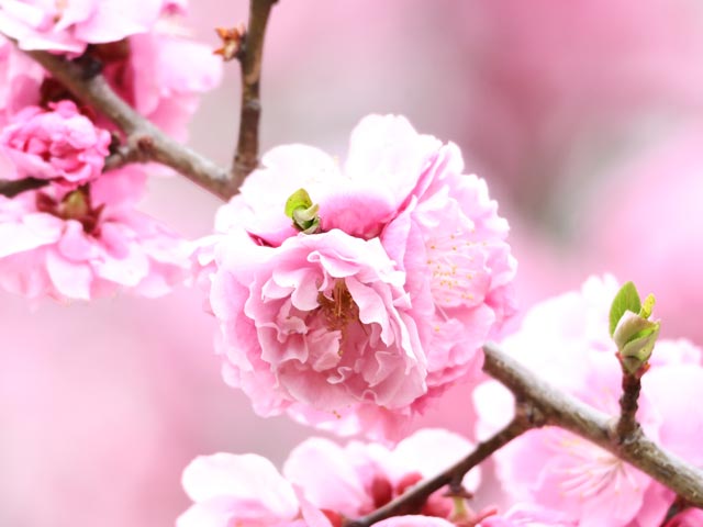 梅、淡いピンク中輪八重咲き