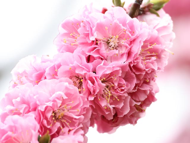 梅、びっしりピンク中輪八重咲き