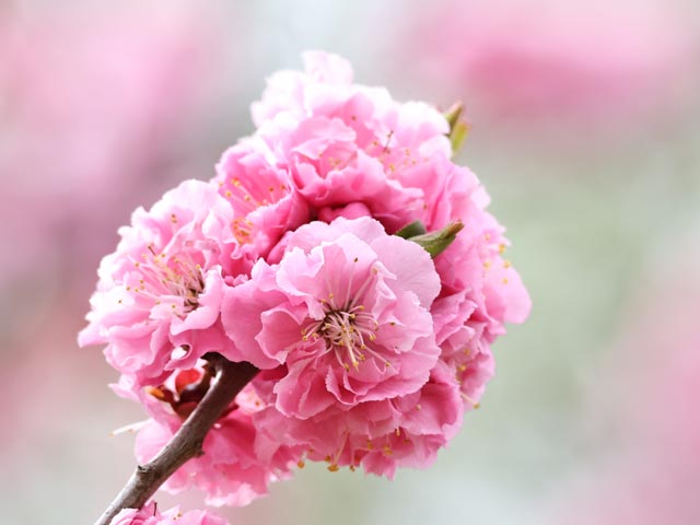 梅、球状に咲いているピンク中輪八重咲き