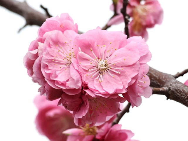 梅、ピンク大輪八重咲き