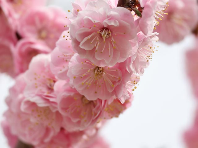 梅、淡いピンク大輪八重咲き
