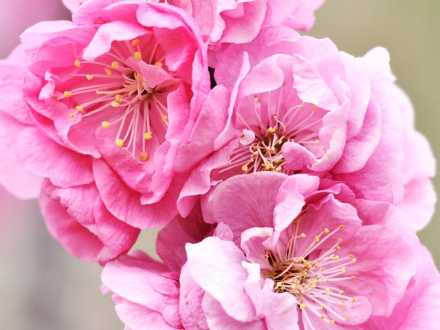 梅、濃いピンクの大輪八重咲き