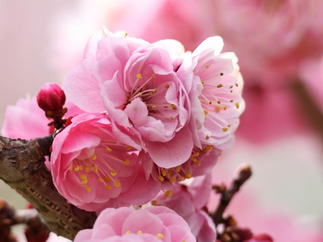 梅、ピンクの中輪八重咲き