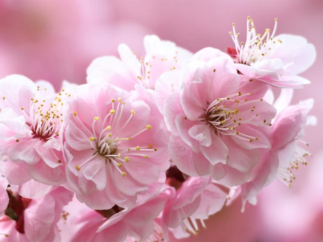 梅、淡いピンクの大輪八重咲き