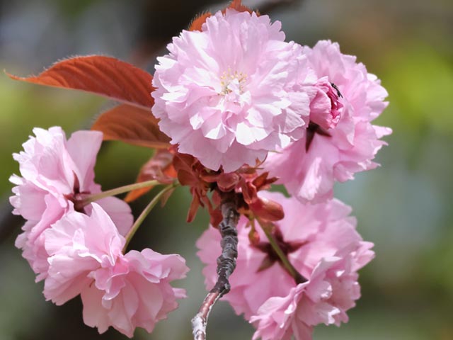 旭山記念公園、八重桜