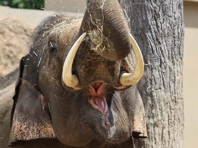 アジアゾウの舌