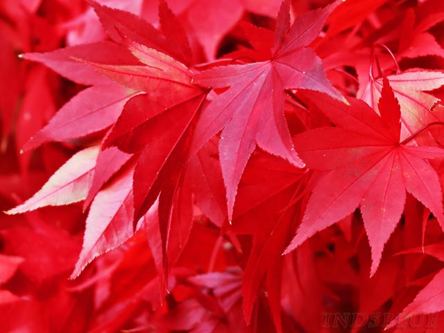 滝野すずらん公園、真っ赤な紅葉