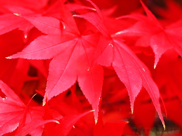 滝野すずらん公園、真っ赤な紅葉