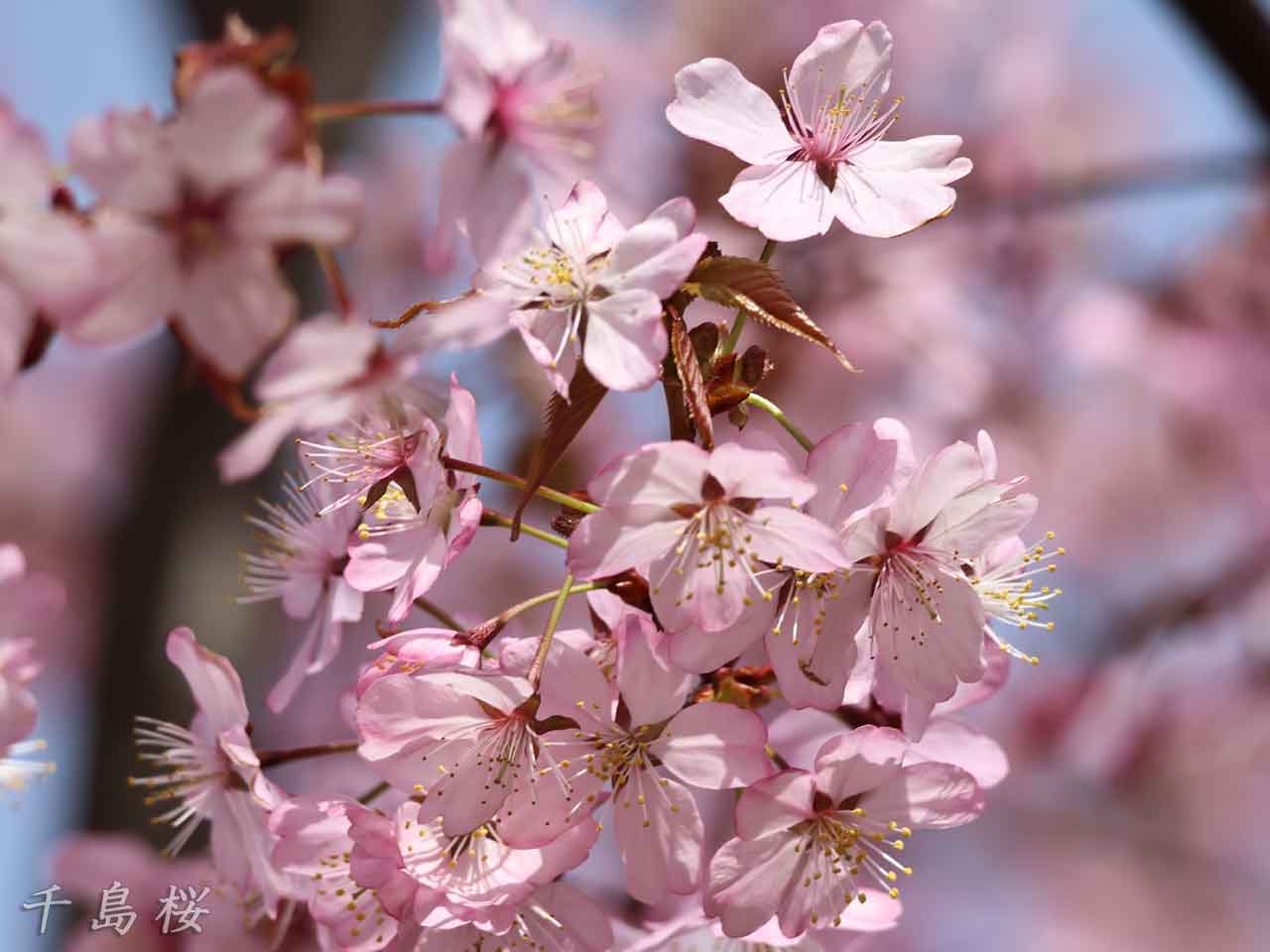 千島桜、淡紅色