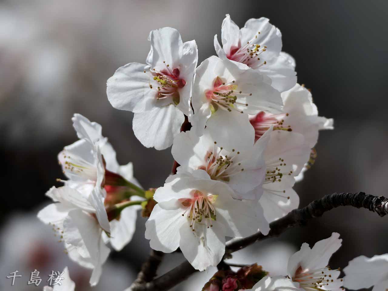 千島桜、白
