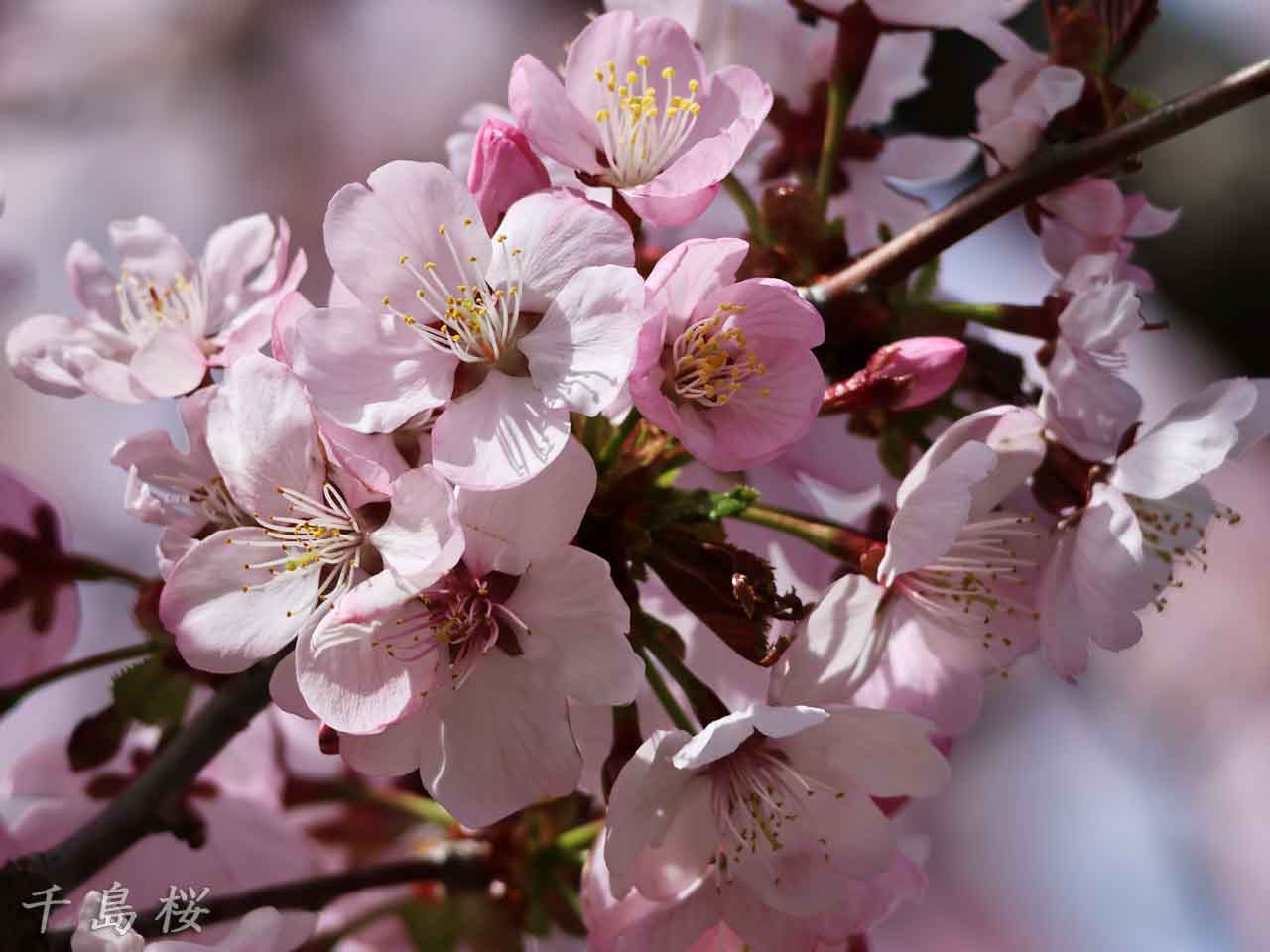 千島桜