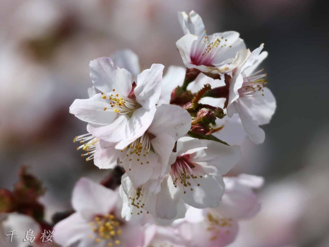 千島桜