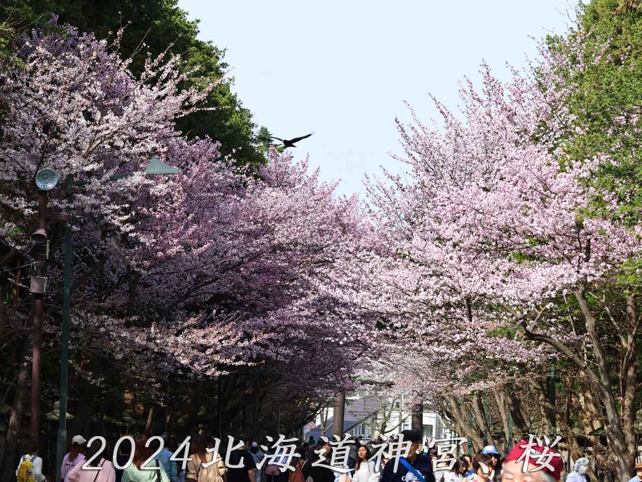 北海道神宮、表参道、桜並木