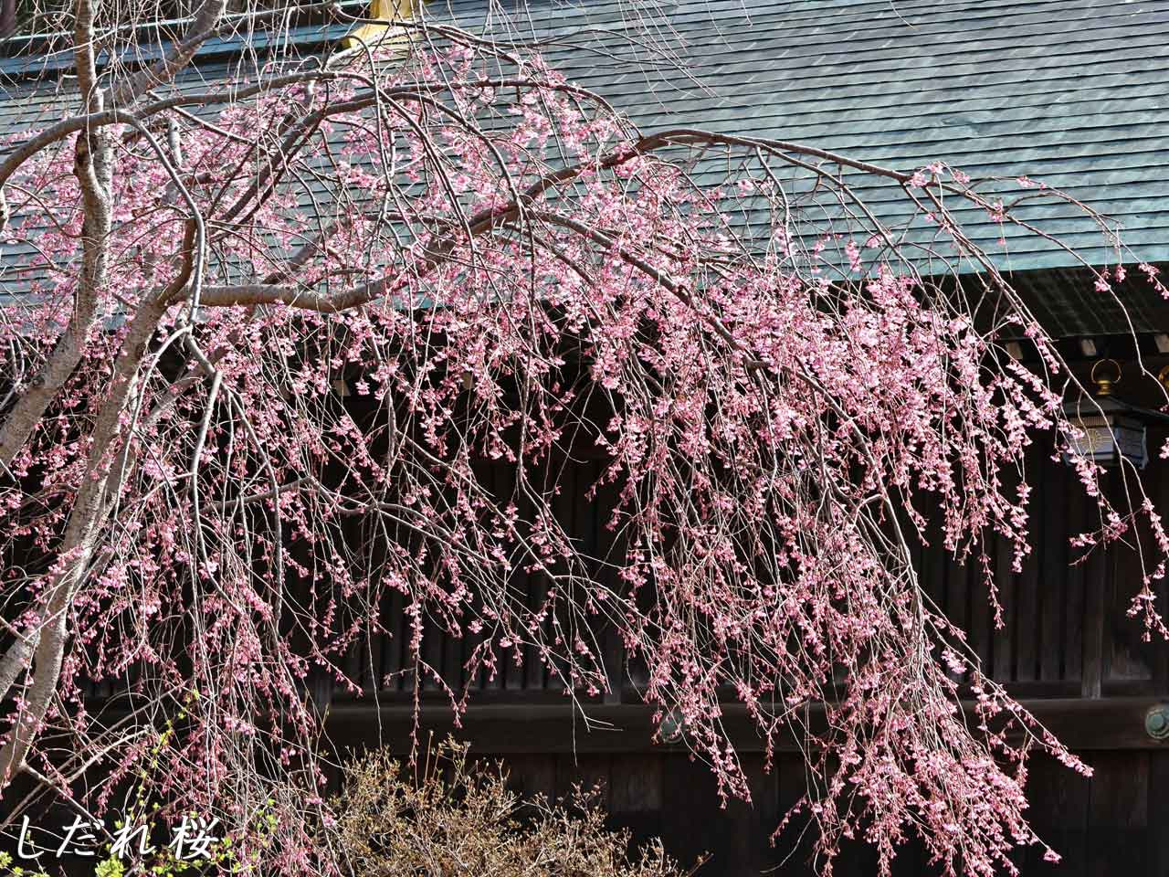 北海道神宮、しだれ桜