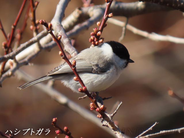 札幌、野鳥