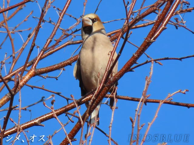 札幌、野鳥