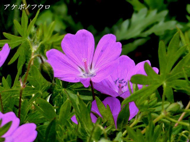 アケボノフウロ、赤紫