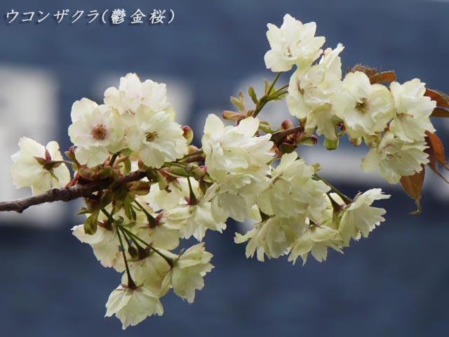 ウコンザクラ(鬱金桜)