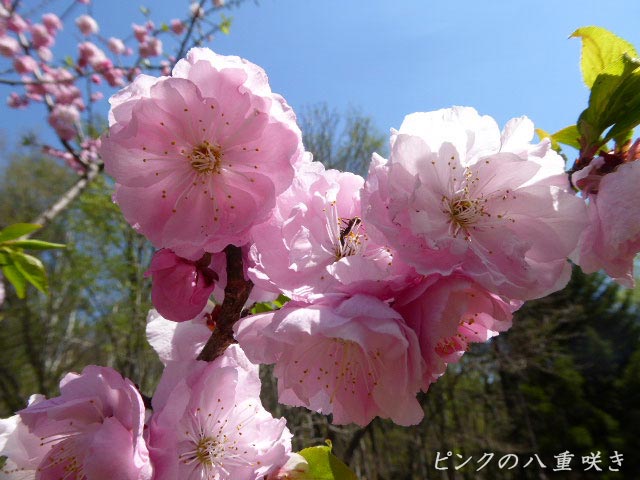 梅の花、ピンク、八重咲き