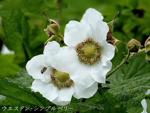 ウエスタン・シンブルベリー、白い花