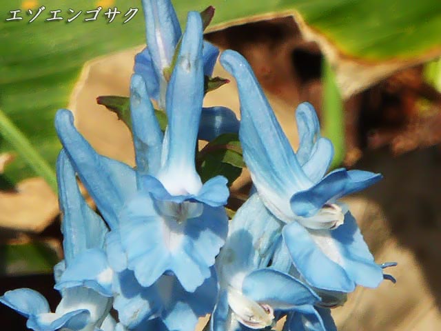 エゾエンゴサク(蝦夷延故索)、青