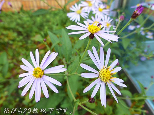 エゾノコンギク(蝦夷野紺菊)、薄紫
