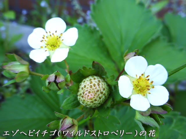 エゾヘビイチゴ、白い花