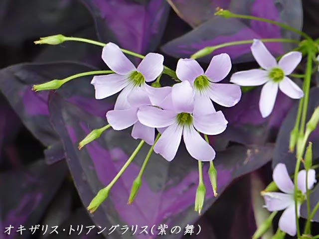 オキザリス・トリアングラリス(紫の舞)