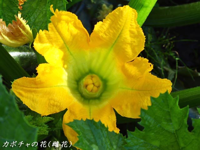 カボチャ(南瓜)の花