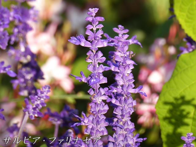 サルビア・ファリナセア、薄い紫