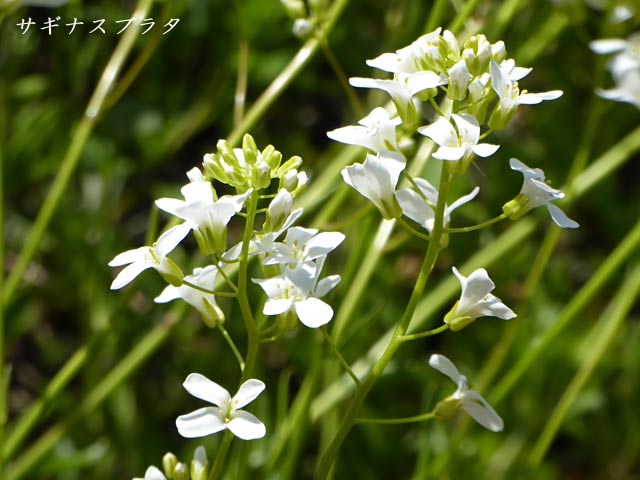 サギナ・スブラタ(アイリッシュモス)、白い花