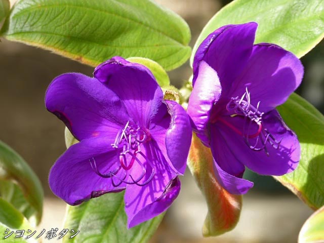 シコンノボタン(紫紺野牡丹)