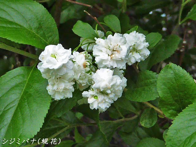 シジミバナ(蜆花)