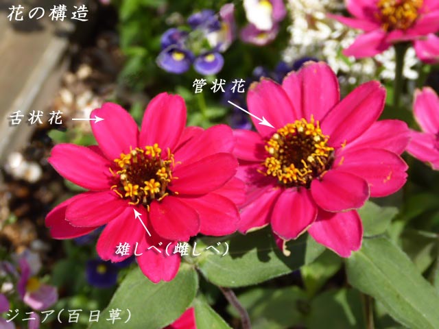 ジニア(百日草)、花の構造、管状花