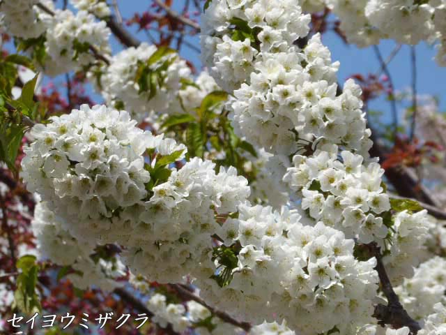 セイヨウミザクラ(西洋実桜)