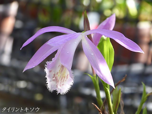 タイリントキソウ(大輪朱鷺草)、紫