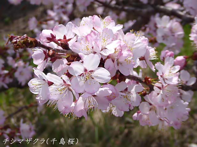 千島桜(チシマザクラ)