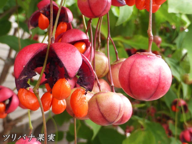 ツリバナ(吊り花)、果実