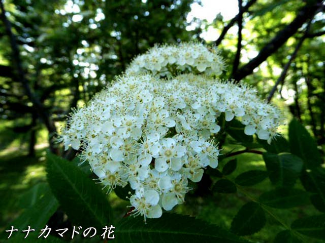 ナナカマドの白い花