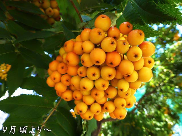 ナナカマド、黄色い果実