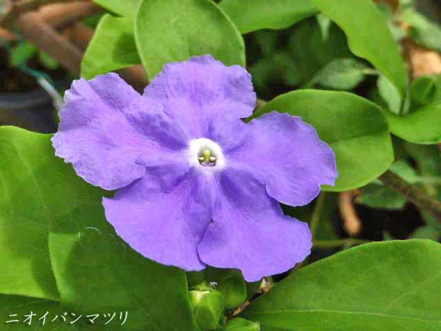 ニオイバンマツリ(ブルンフェルシア)、青紫