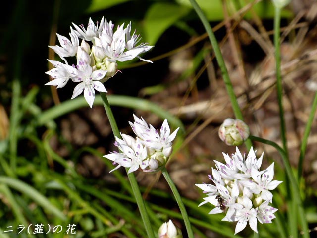 ニラ(韮)、白い花