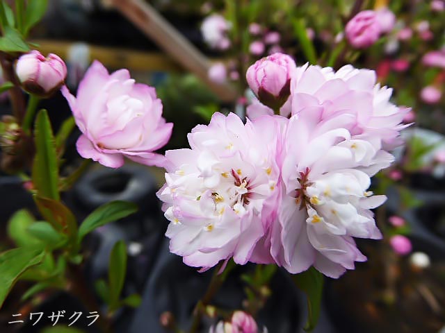 ニワザクラ(庭桜)