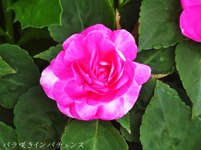 バラ咲きインパチェンス(カリフォルニアローズ・フィエスタ・シリーズ)、ピンク