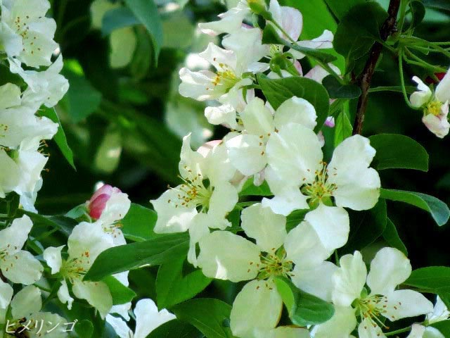 ヒメリンゴ(姫林檎)、白い花