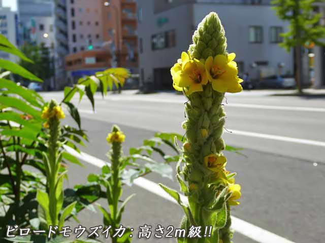 ビロードモウズイカ、黄色い花