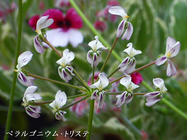 ペラルゴニウム・トリステ、白い花